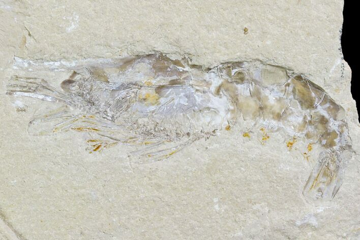 Cretaceous Fossil Shrimp - Lebanon #108160